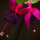 Fuchsia and Dew